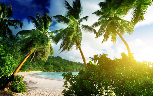 Beach palm trees ocean sun free wallpaper for desktop - medium preview image