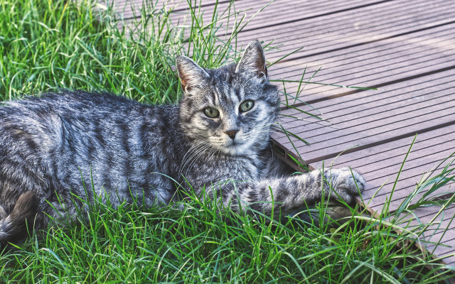 Sad cat in grass outdoors #4 free wallpaper for desktop - medium preview image