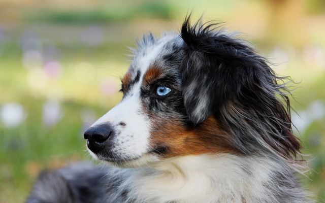 Dog blue eyes grass outdoors free wallpaper for desktop - medium preview image