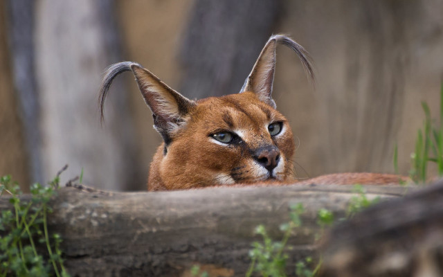 Cat log grass tree fence free wallpaper for desktop - medium preview image