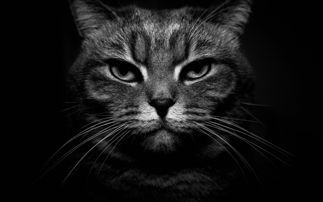 Cat face black white stripe free wallpaper for desktop - medium preview image