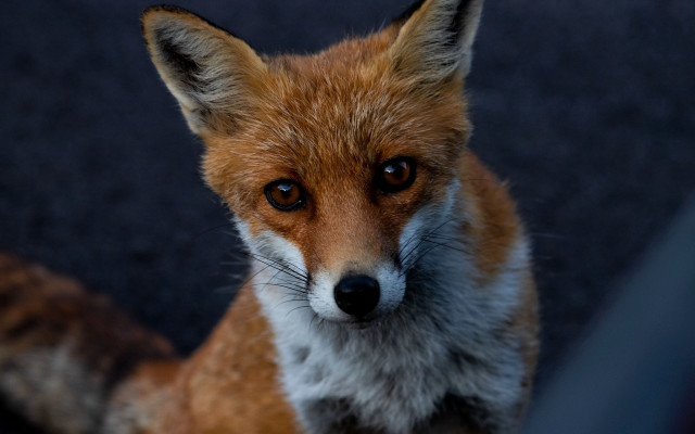 Fox sad closeup animal photography free wallpaper for desktop - medium preview image