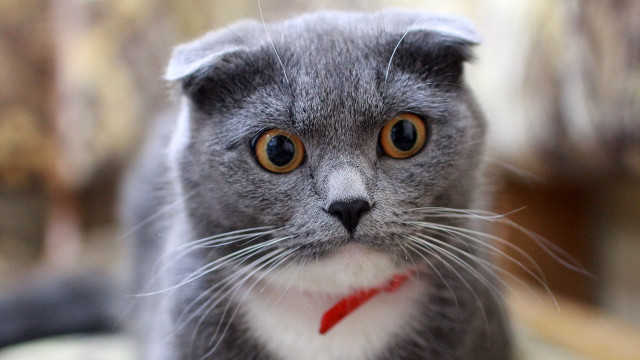 Gray cat red collar sad free wallpaper for desktop - medium preview image