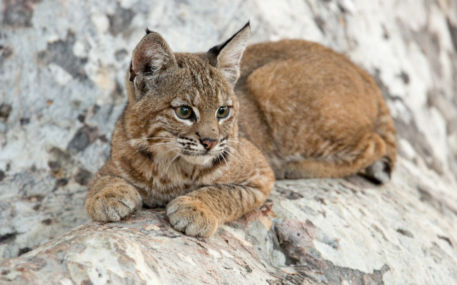 Cat rock frown outdoors photorealistic free wallpaper for desktop - medium preview image