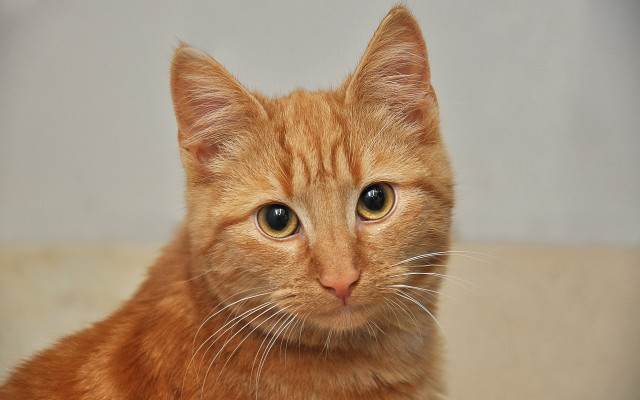 Brown cat closeup white background free wallpaper for desktop - medium preview image