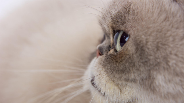 Cat closeup macro shallowdepth realistic free wallpaper for desktop - medium preview image