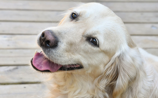 Dog smiling blue eyes wooden free wallpaper for desktop - medium preview image