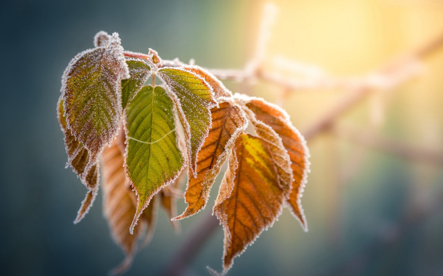 Frosted leaf macro winter ecological free wallpaper for desktop - medium preview image