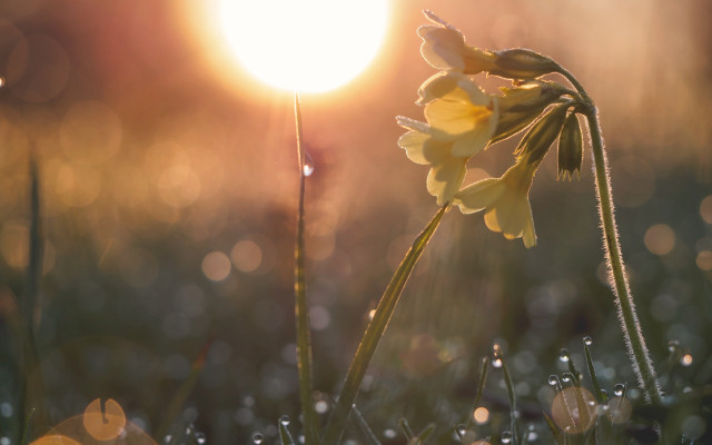 Yellow flower grass sunset bokeh free wallpaper for desktop - medium preview image