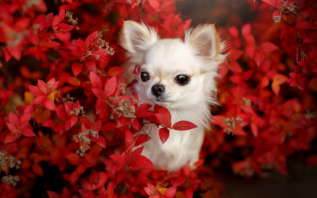 Small white dog red collar free wallpaper for desktop - medium preview image