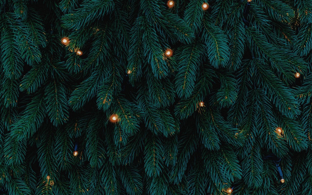 Pine tree lights forest night free wallpaper for desktop - medium preview image
