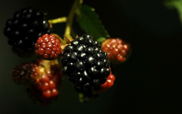 Berries closeup branch leaves dark free wallpaper for desktop - medium preview image