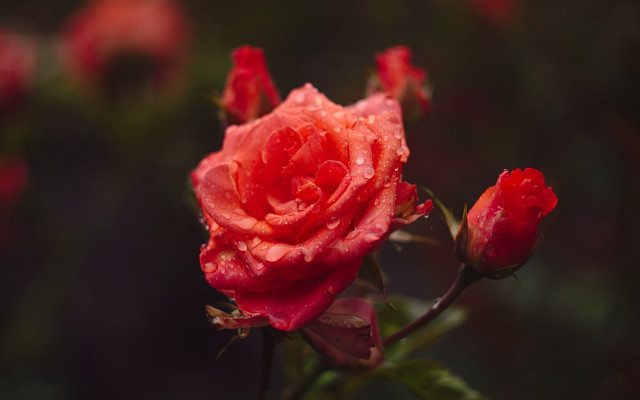 Red rose water droplets macro #66 free wallpaper for desktop - medium preview image