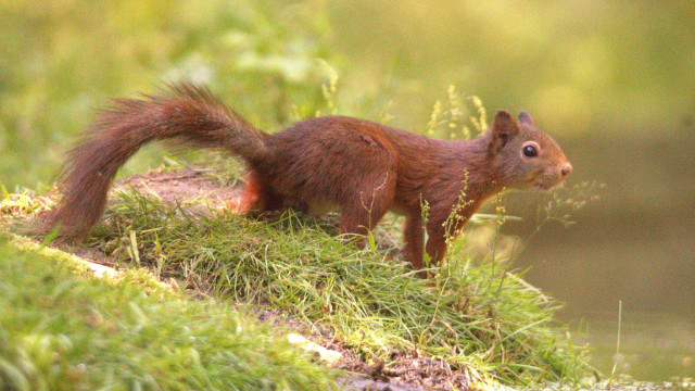Squirrel mossy hill plant blue free wallpaper for desktop - medium preview image