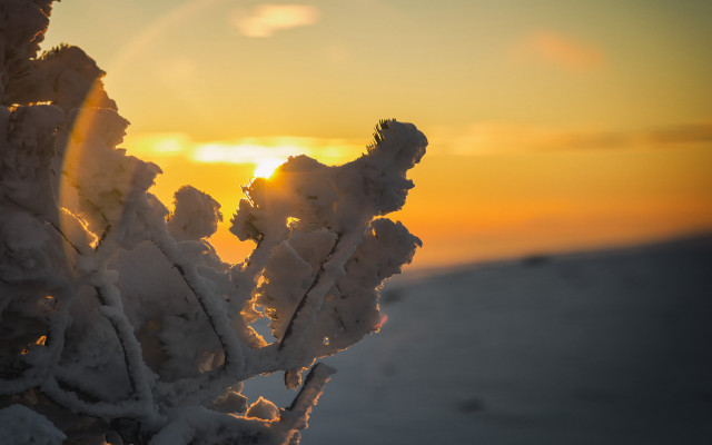 Snowy plant sunset flame horizon free wallpaper for desktop - medium preview image