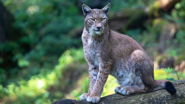 Lynx woodland serious focus nature free wallpaper for desktop - medium preview image