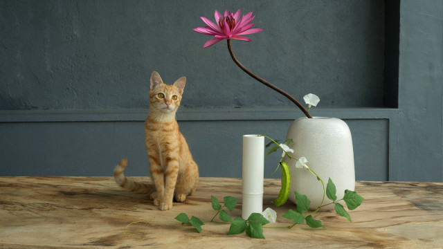 Cat vase flower still life free wallpaper for desktop - medium preview image