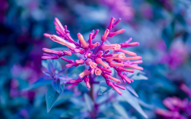 Purple flower bokeh macro plant free wallpaper for desktop - medium preview image