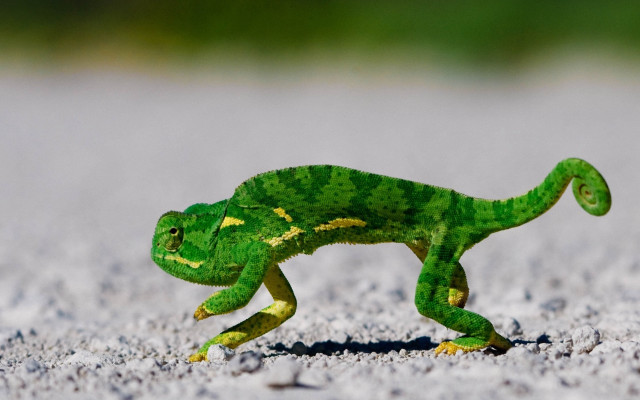 Small green lizard sandy ground free wallpaper for desktop - medium preview image
