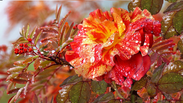 Flower waterdroplets roses autumn leaves free wallpaper for desktop - medium preview image