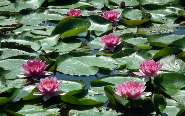 Pink water lilies green leaves free wallpaper for desktop - medium preview image