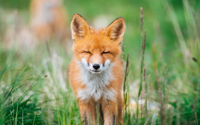 Red fox closed eyes grass free wallpaper for desktop - medium preview image