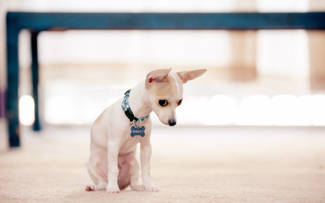 Small white dog blue collar free wallpaper for desktop - medium preview image