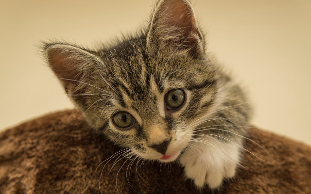 Kitten curious blanket portrait animal free wallpaper for desktop - medium preview image