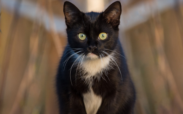 Black white cat yellow eyes #14 free wallpaper for desktop - medium preview image