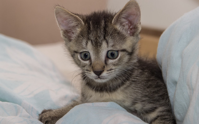 Small kitten on bed with free wallpaper for desktop - medium preview image