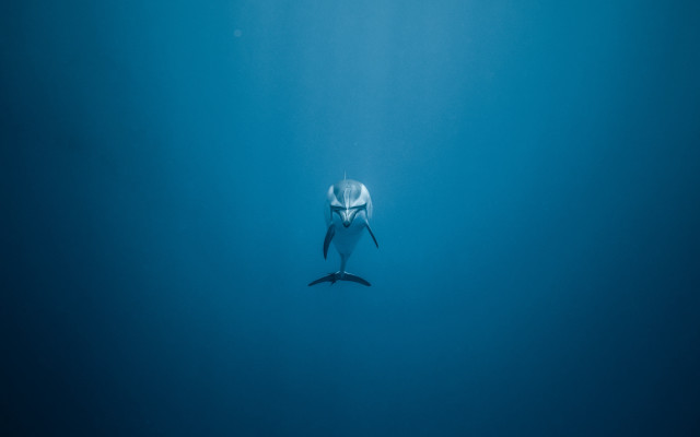 White shark surfboard ocean minimalism free wallpaper for desktop - medium preview image