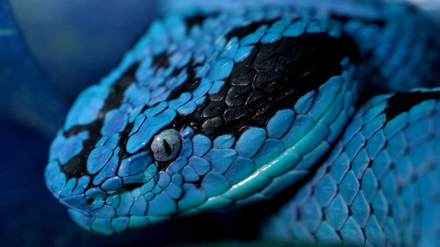 Blue snake black spots curled free wallpaper for desktop - medium preview image