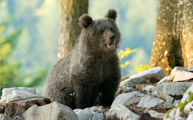 Bear rock woods open mouth free wallpaper for desktop - medium preview image