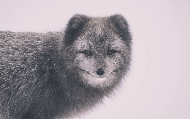 Wolf furry portrait snow white free wallpaper for desktop - medium preview image