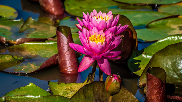 Pink flower pond water lilies #2 free wallpaper for desktop - medium preview image