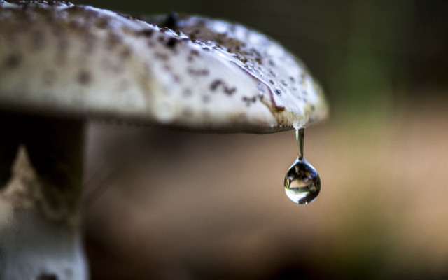 Water drop mushroom macro blurry free wallpaper for desktop - medium preview image