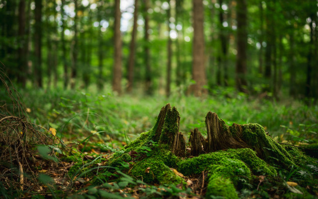 Mossy log forest path blurry free wallpaper for desktop - medium preview image