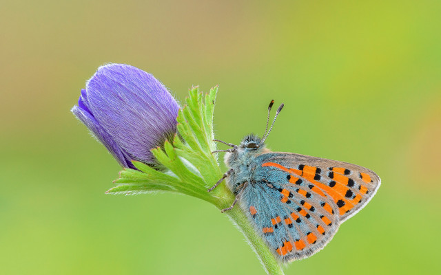 Butterfly flower macro arts crafts free wallpaper for desktop - medium preview image