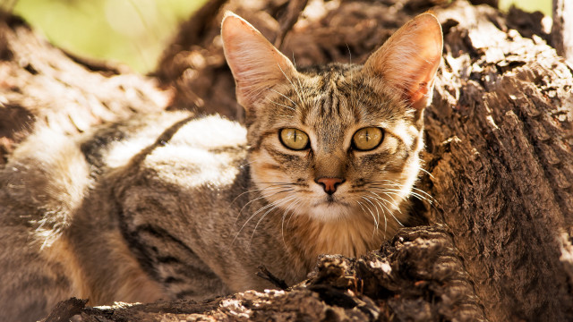 Sad cat dirt tree stump free wallpaper for desktop - medium preview image