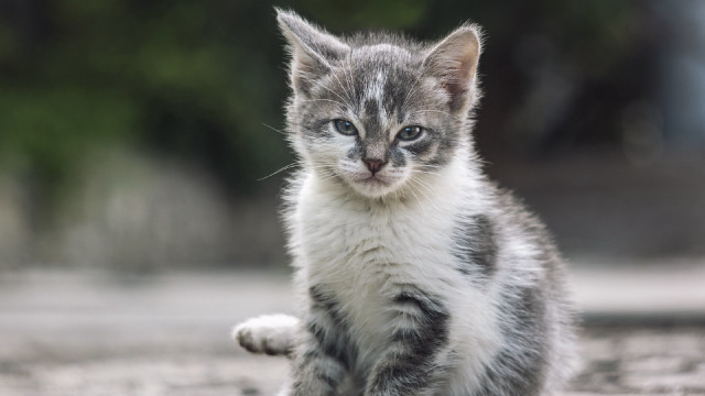 Kitten dirt field forest blue free wallpaper for desktop - medium preview image