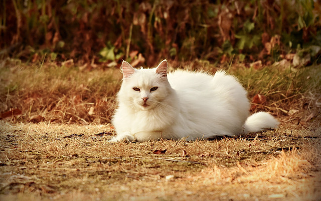 White cat lying in grass free wallpaper for desktop - medium preview image