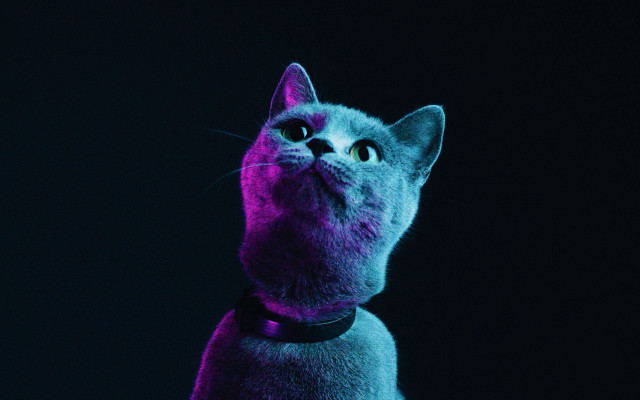 Cat collar looking up purple free wallpaper for desktop - medium preview image