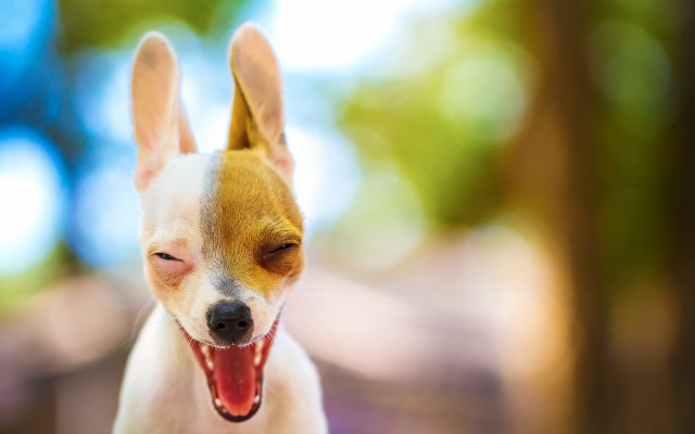 Shiba inu tongue out furry free wallpaper for desktop - medium preview image