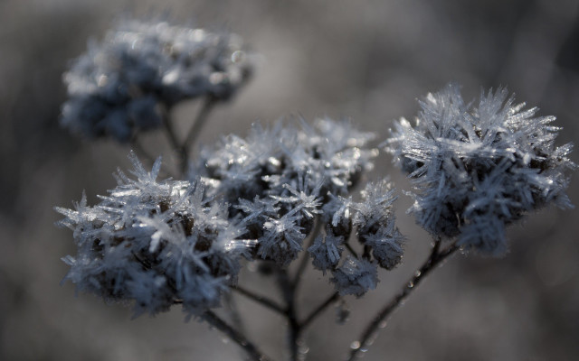 Frosty plant macro christmas snow free wallpaper for desktop - medium preview image