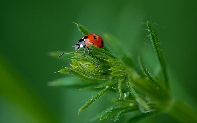 Ladybug green leaves ecological macro free wallpaper for desktop - medium preview image