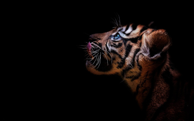 Tiger wide eyed dark sky free wallpaper for desktop - medium preview image