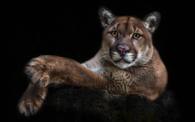 Mountain lion portrait black background free wallpaper for desktop - medium preview image