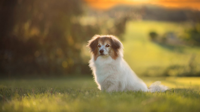 Dog sitting in grass blurry free wallpaper for desktop - medium preview image