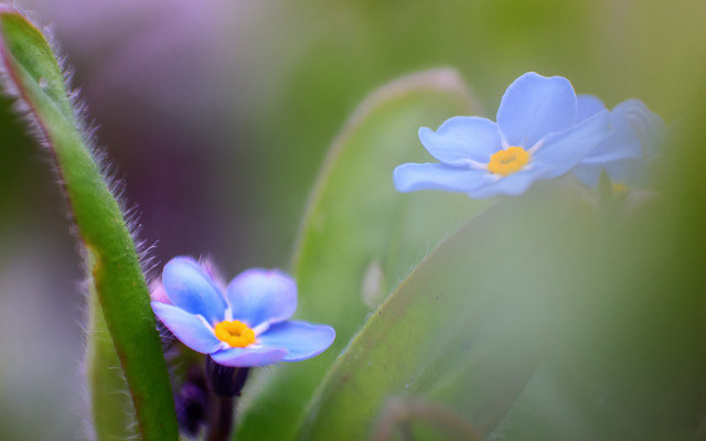 Blue flowers green plant macro free wallpaper for desktop - medium preview image
