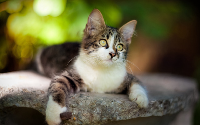 Cat rock blurry bokeh blue free wallpaper for desktop - medium preview image